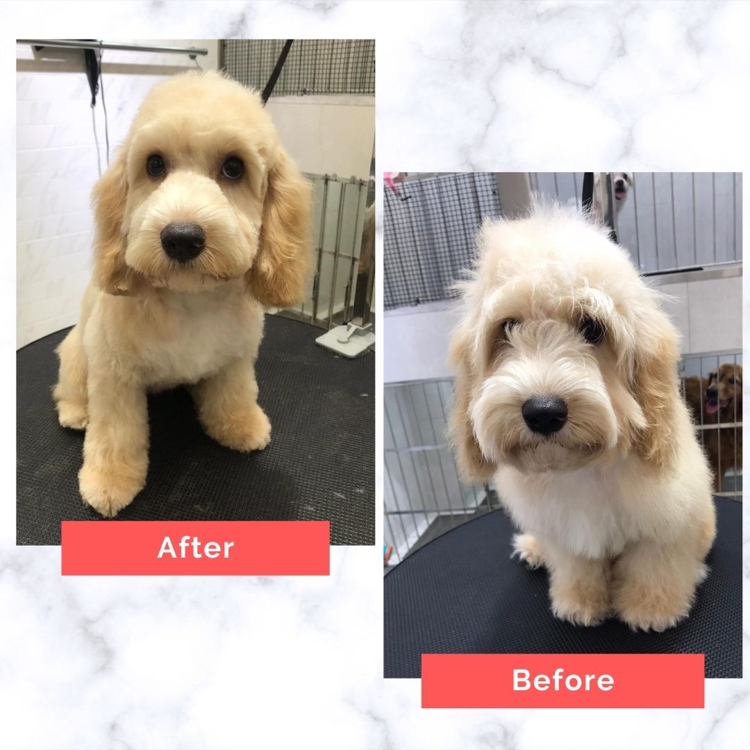 Cockapoo Dog Grooming Before and After